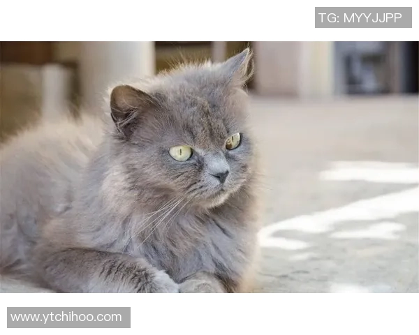 养猫的足球明星是谁他在球场上的表现如何影响了他的宠物生活